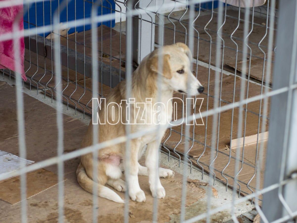 Patente sospesa o revocata per chi abbandona gli animali - 