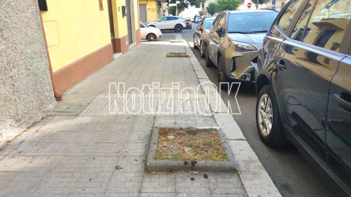 Crotone, in via Reggio gli alberi sono ormai un ricordo - 
