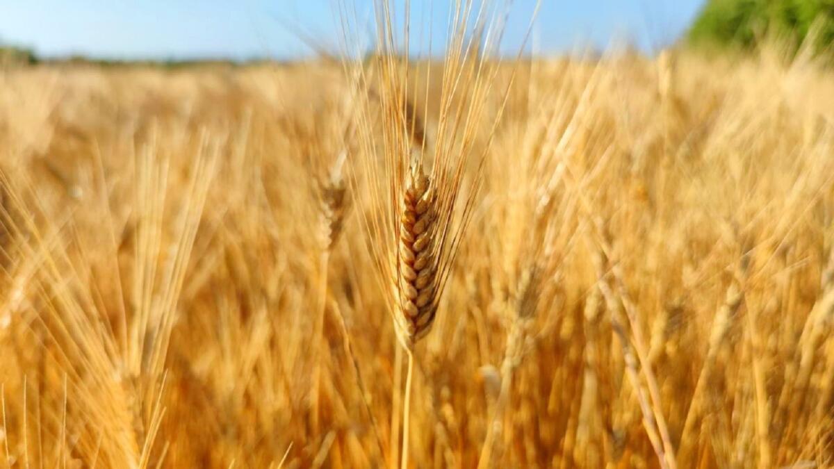 Ucraina, aumenta il costo del grano: rincari in vista per pane e pasta? - 