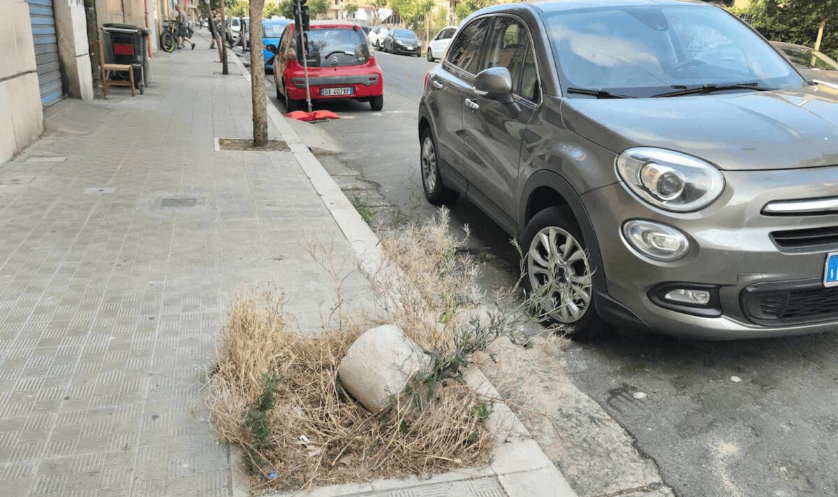 Nei quartieri di Crotone: Corso Messina, strani avvistamenti in mezzo all’erba - 