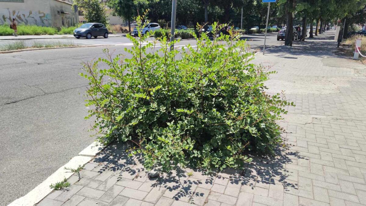 Nei quartieri di Crotone: dall’albero al cespuglio l’involuzione della specie - 