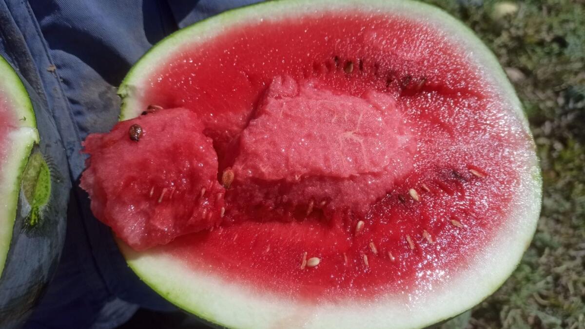 (Foto) Farmer's Market - Anguria: la regina dell'estate col sigillo MagnAmore!!! - 