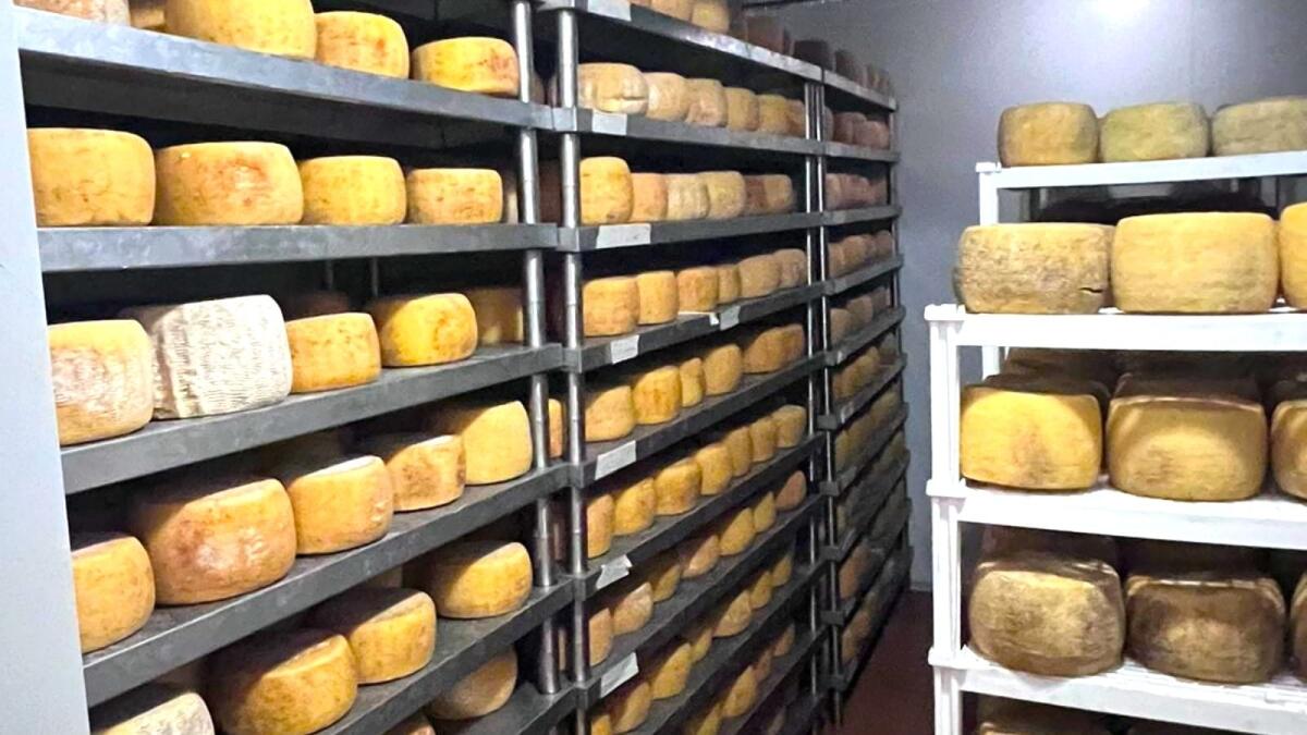 Pecorino crotonese dop a ruba questa estate -