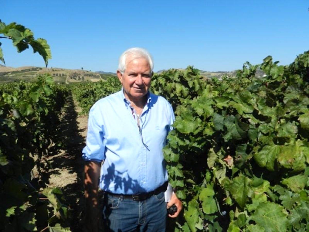 Il mondo del vino calabrese in lutto: è morto Nicodemo Librandi - 