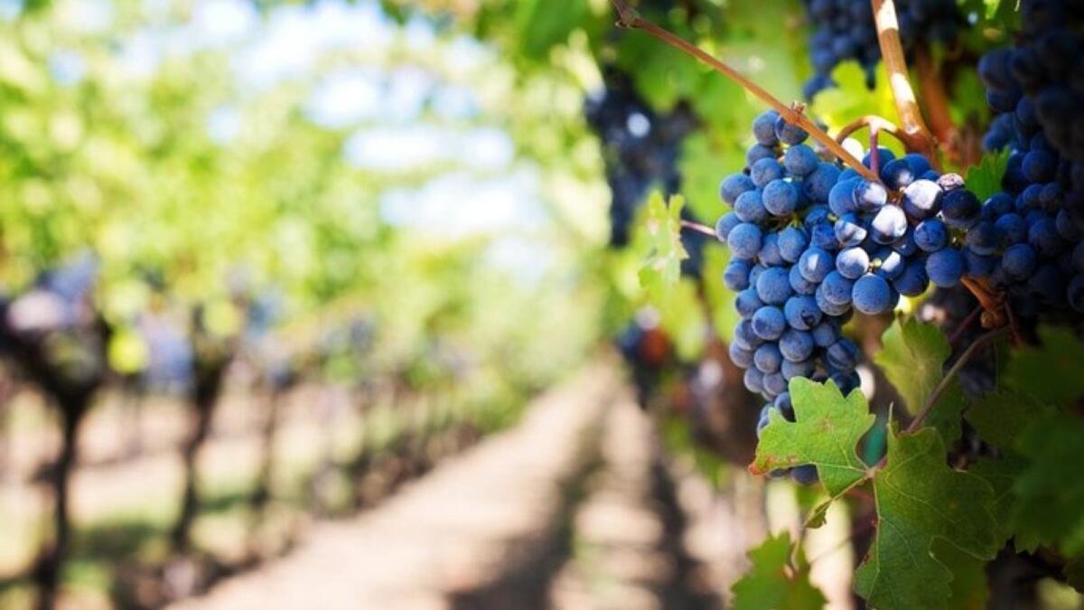 Vendemmia in Italia, l'avvio fa registrare un -14% grappoli - 