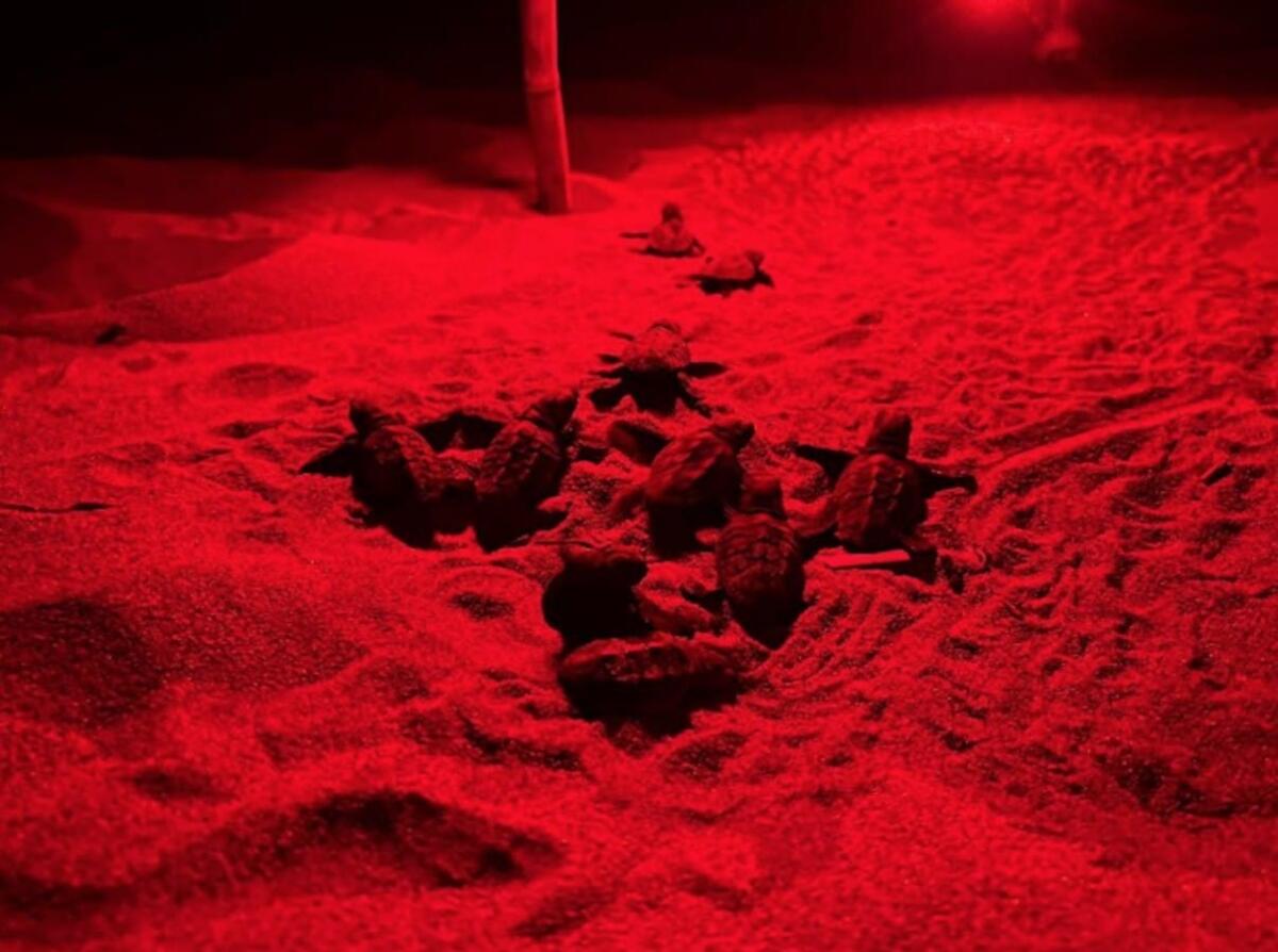 Area Marina Protetta, nati 60 esemplari di Caretta Caretta - 