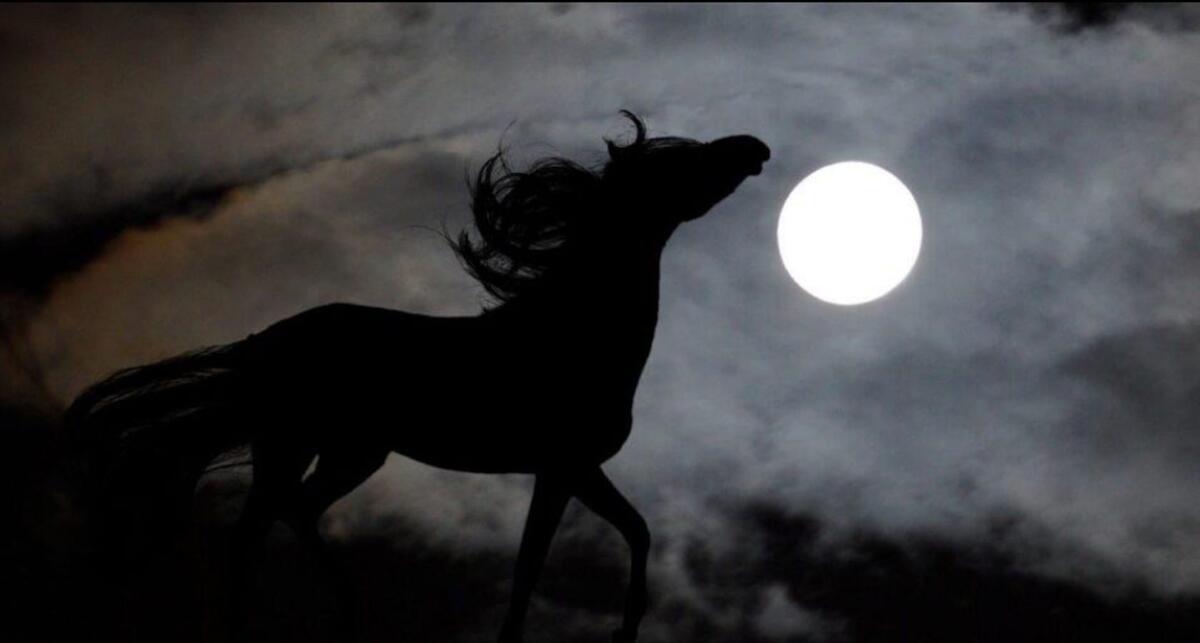 Crotone - A Capo Colonna turismo equestre al chiaro di luna - 