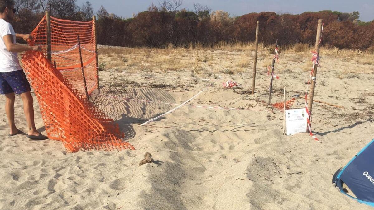Calabria, nati 63 esemplari questa notte di Caretta Caretta - 