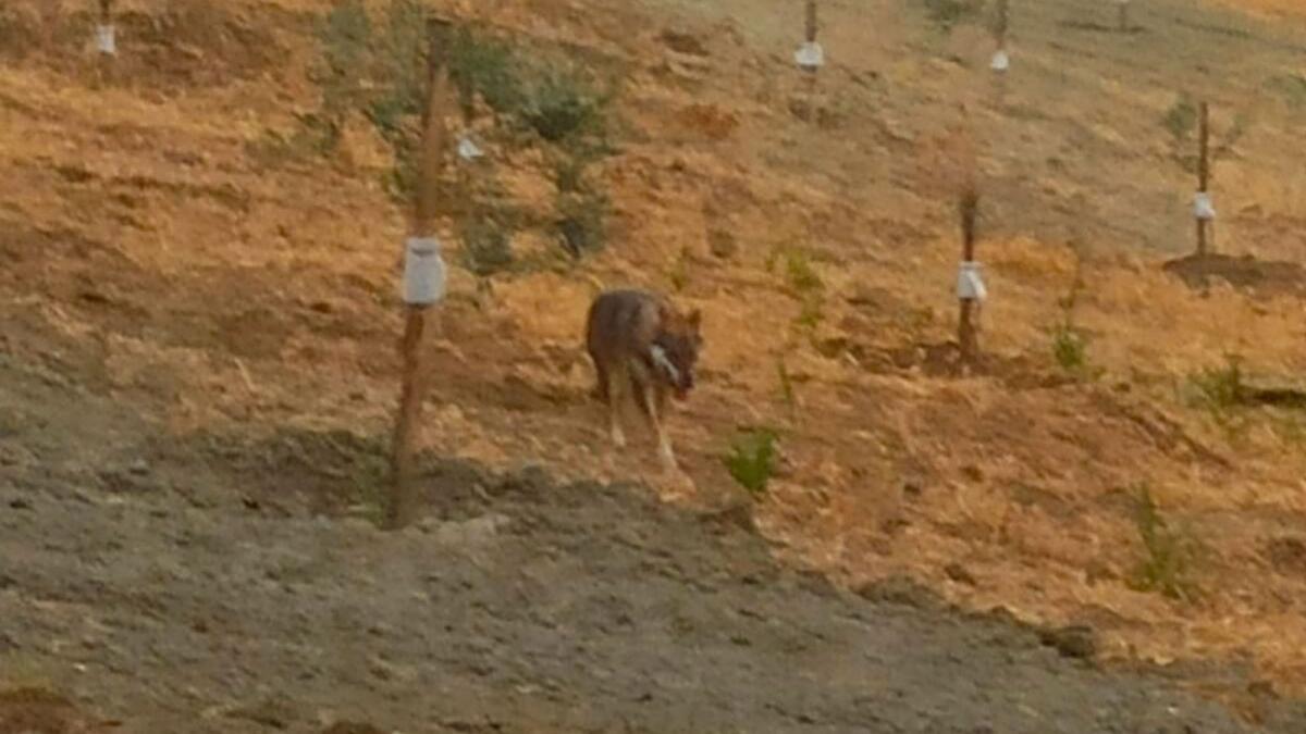 Avvistato un lupo nelle campagne di Crotone - 