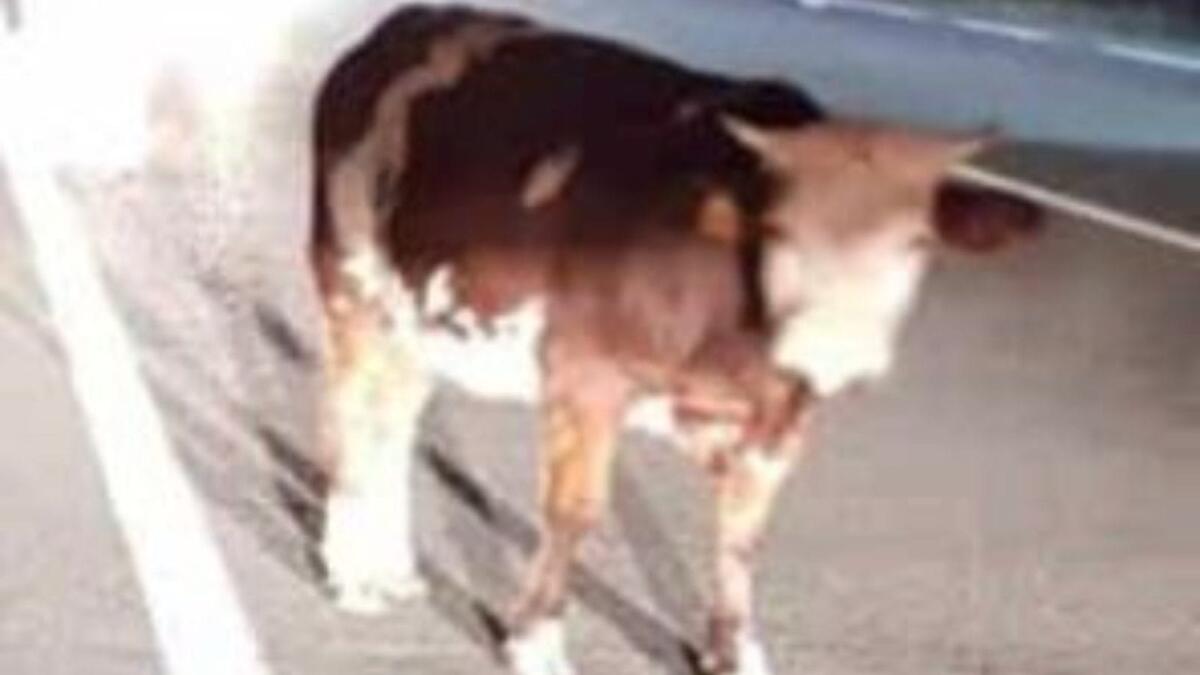 Il toro scambia la 106 per l'arena e fa la Corrida tra le macchine - 