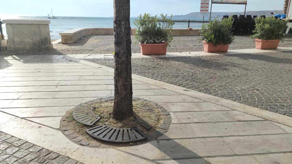 Nei quartieri di Crotone: anche gli alberi perdono i pezzi - 
