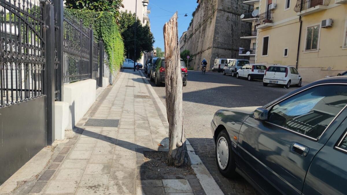 Nei quartieri di Crotone: albero o matita? Avvistamenti bizzarri - 