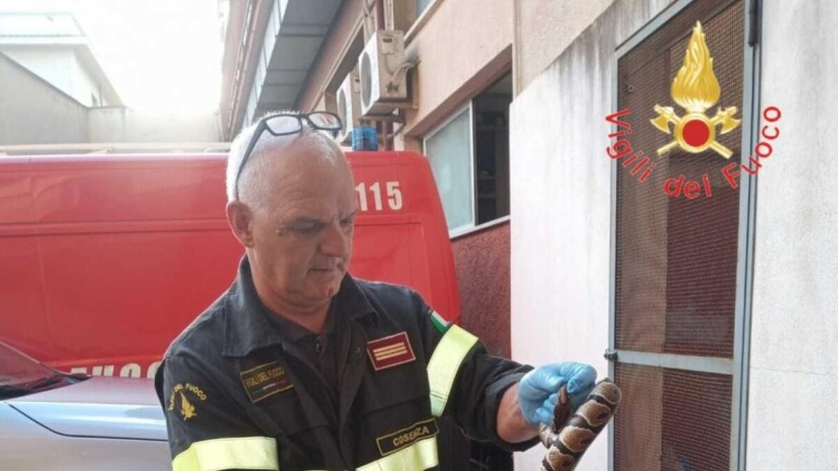 Un Pitone Reale se la dà a gambe: recuperato dai Vigili del Fuoco - 