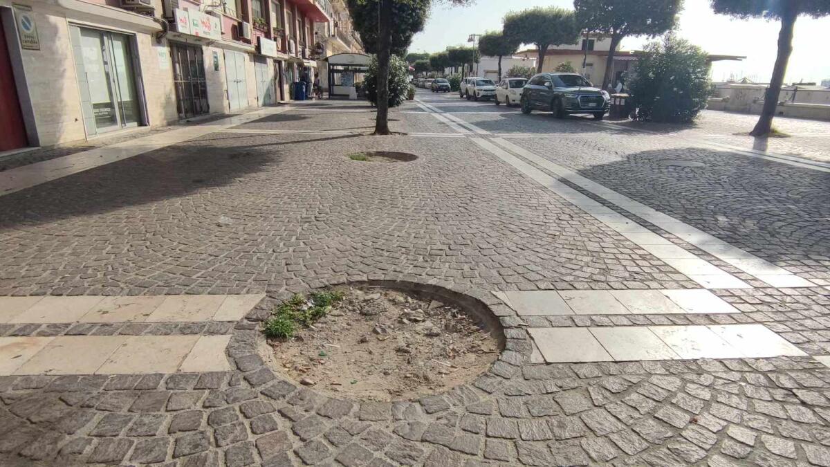 Nei quartieri di Crotone: alberi alterni sul lungomare cittadino - 