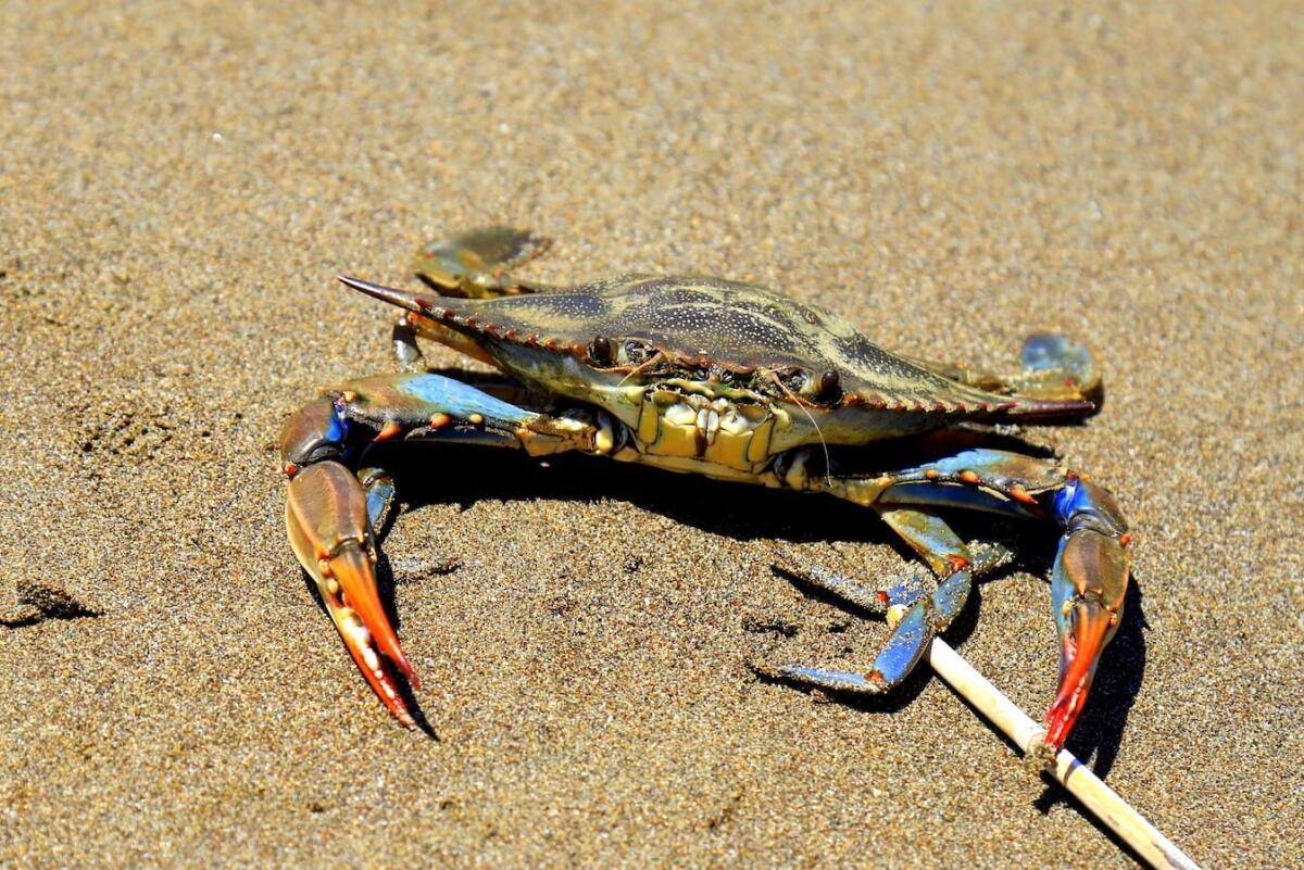 Granchio blu, WWF: "Da piaga a storia di successo" - A large blue crab, Callinectes sapidus, with big claws sits on sand near sea. Crab fishing, gourmet seafood delicacy, delicious sea food in Turkey; Shutterstock ID 2311514247; purchase_order: WWF; job: generazione Mare; client: Monica Muti; other: