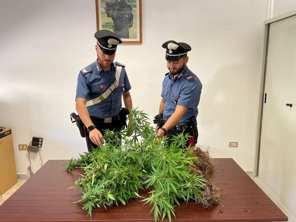 Cirò Marina, detiene due piante di marijuana, denunciato un uomo del posto - 