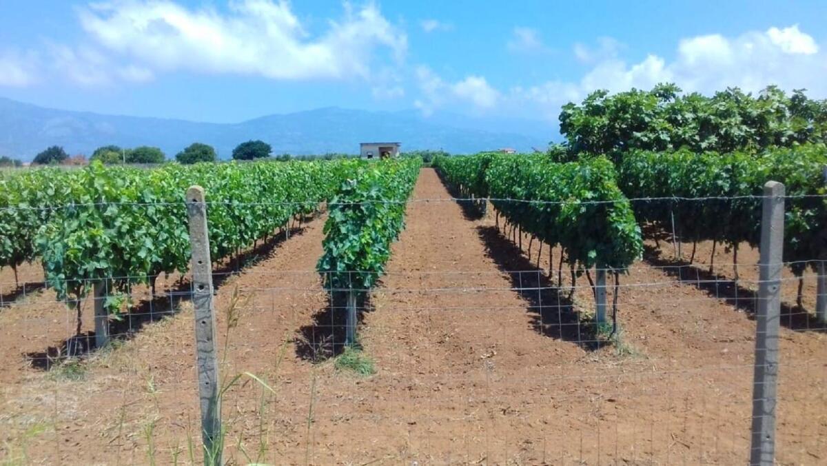 Vendemmia 2023. Non è un’annata che entrerà nella storia -