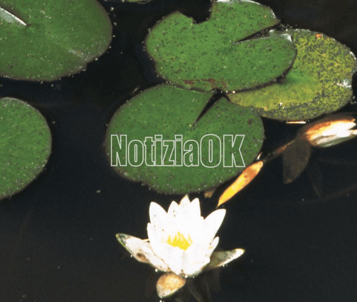 Lifestyle / Ecco la sanguinaria, la pianta del Sole - 