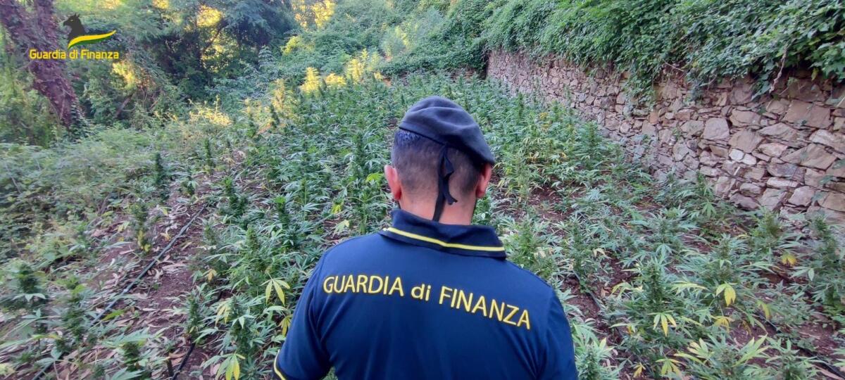 Operazione della Guardia di Finanza: sequestrate 266 piante di Canapa Indiana - 