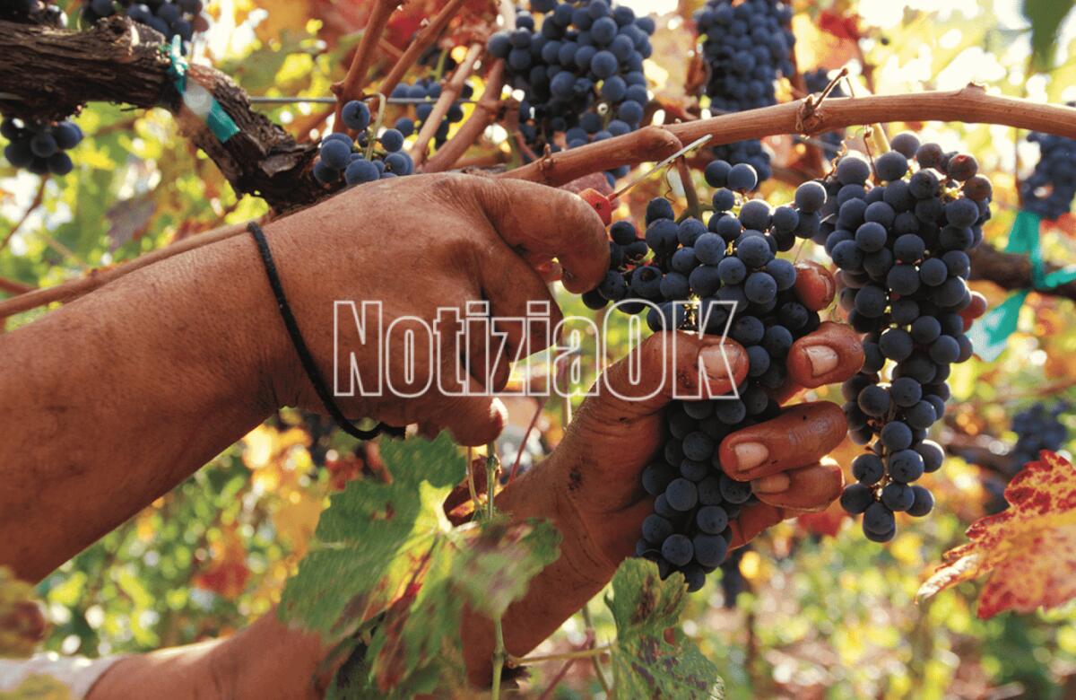 Vendemmia in Italia, 1,5 mln di persone trovano lavoro stagionale - 