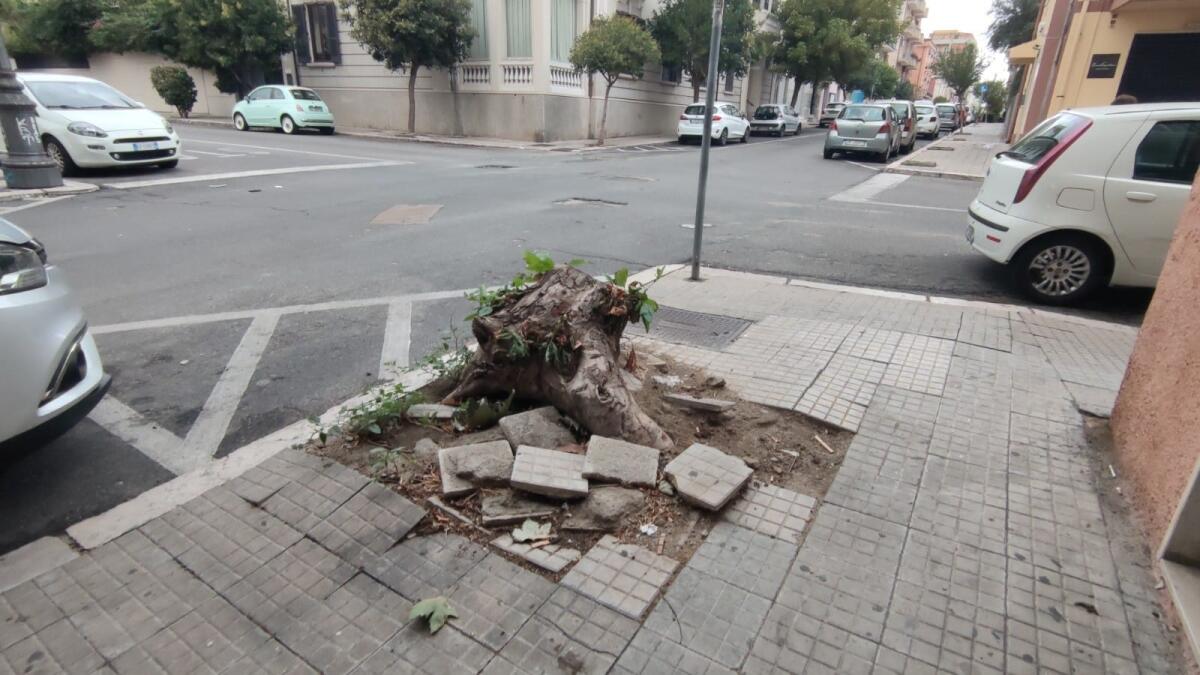 Nei quartieri di Crotone: in via Reggio c'è un albero che c'è ma non si vede - 