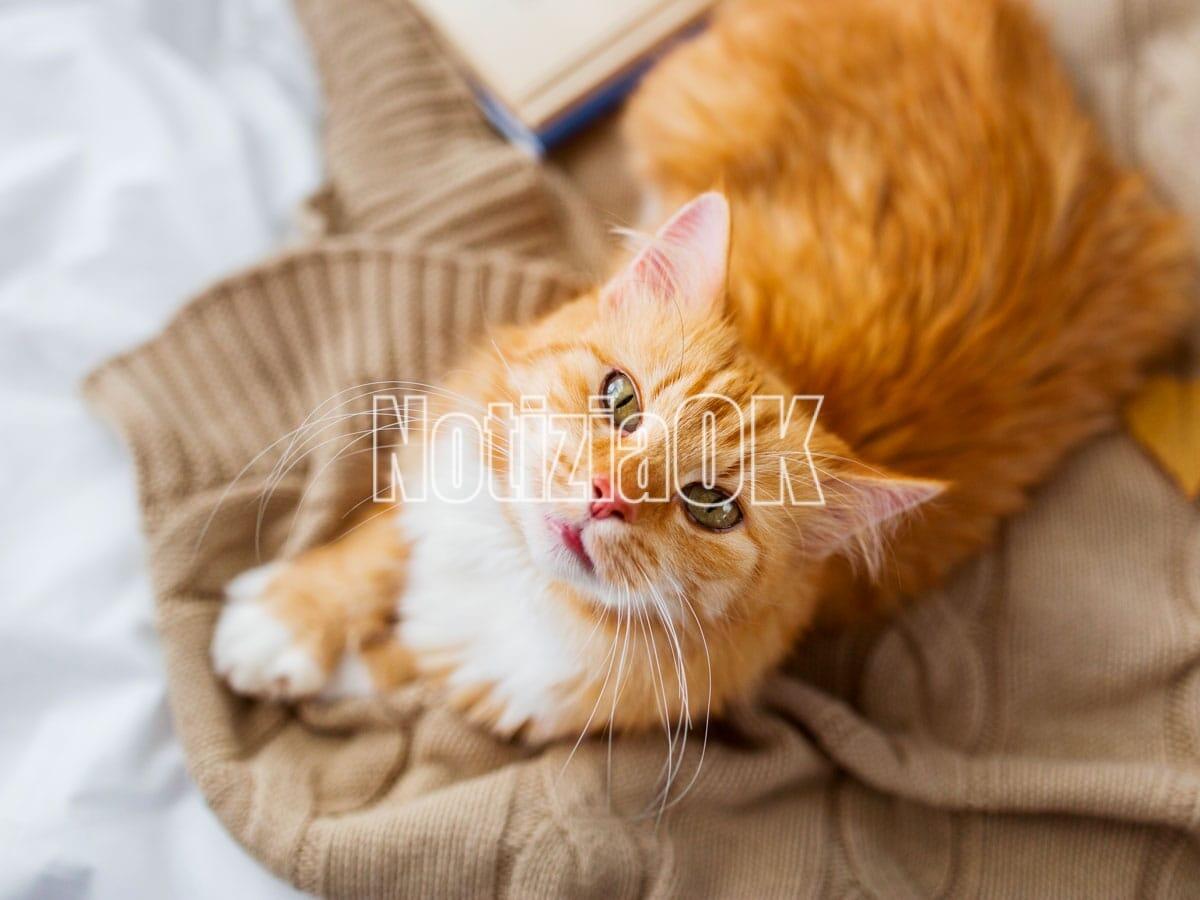 Cani e gatti allevati, prime evidenze per una legge UE - 