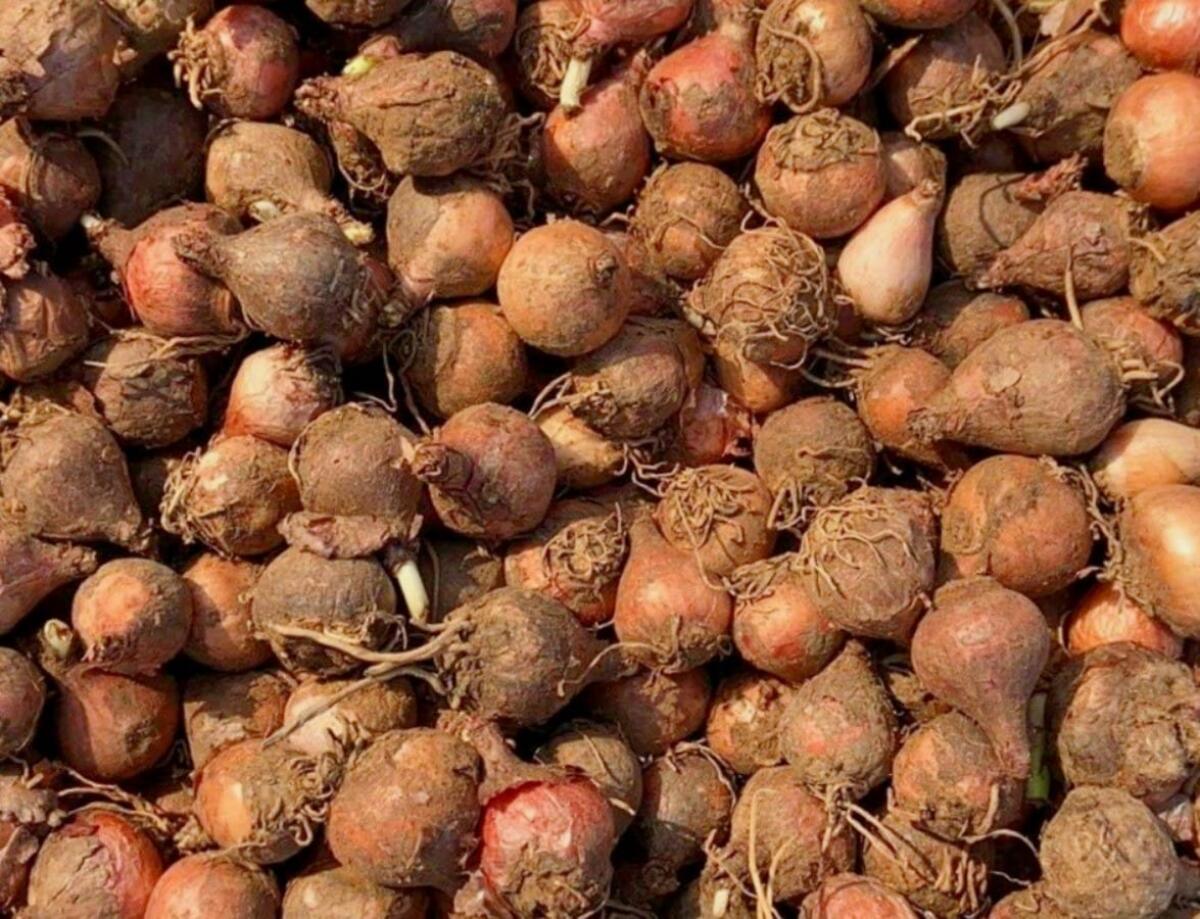 I lampascioni, noti come cipuddrette: un prodotto semplice e ricco di qualità -