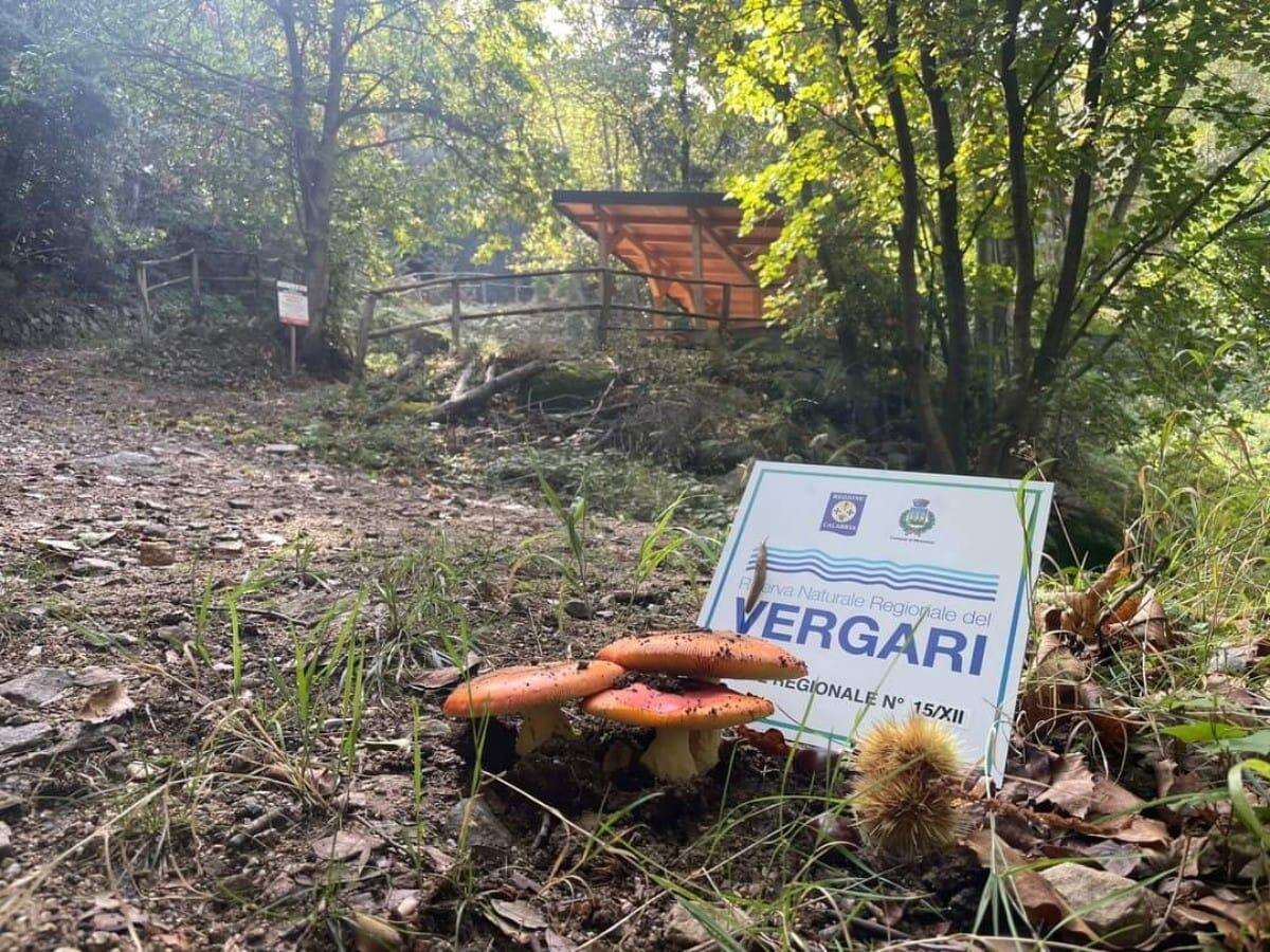Mesoraca, Riserva Naturale del Vergari: apposti i primi pali della segnaletica e cartellonistica - 