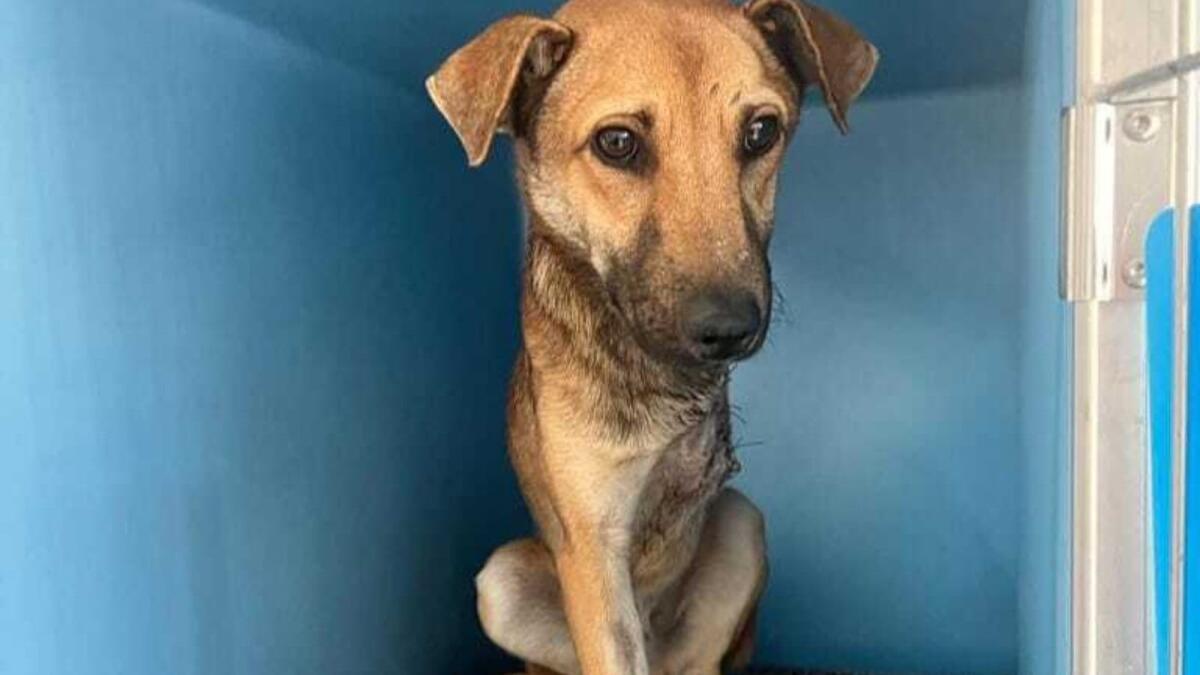 La storia di Hook, il cane calabrese finito in una tagliola e salvato dall'Oipa - 