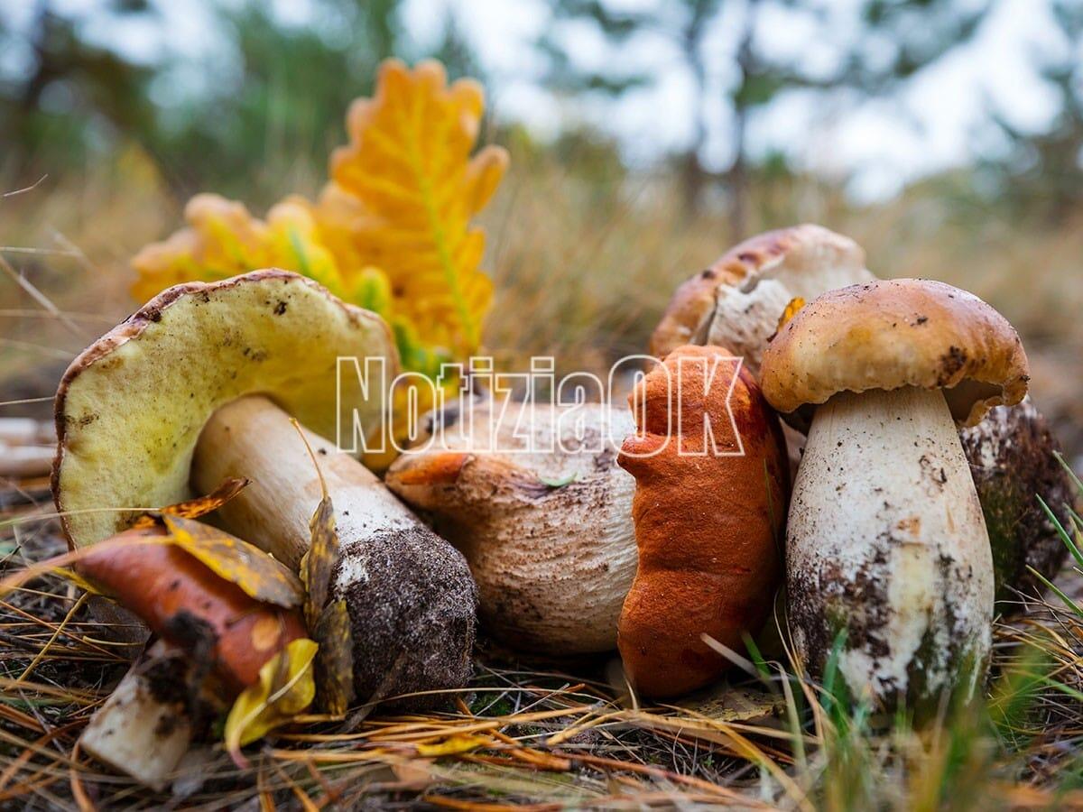 Ponte di Ognissanti: 7 italiani su 10 tra sagre, funghi e tartufi - 