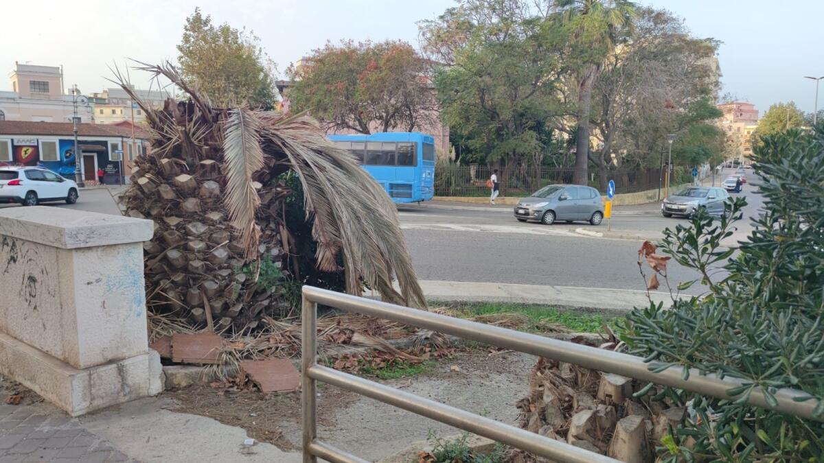 Nei quartieri di Crotone: viale Regina Margherita, dove una palma non è per sempre - 