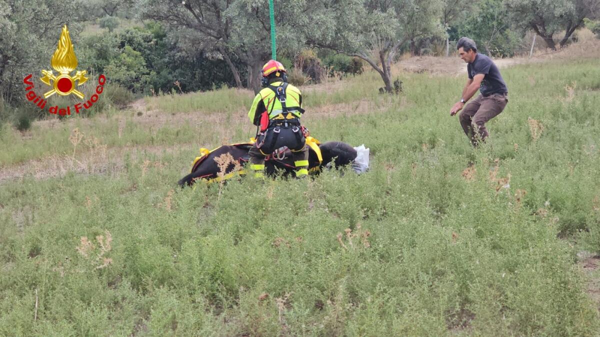 (VIDEO) Cavallo precipita in un dirupo di trenta metri, salvato dai Vigili del fuoco - 
