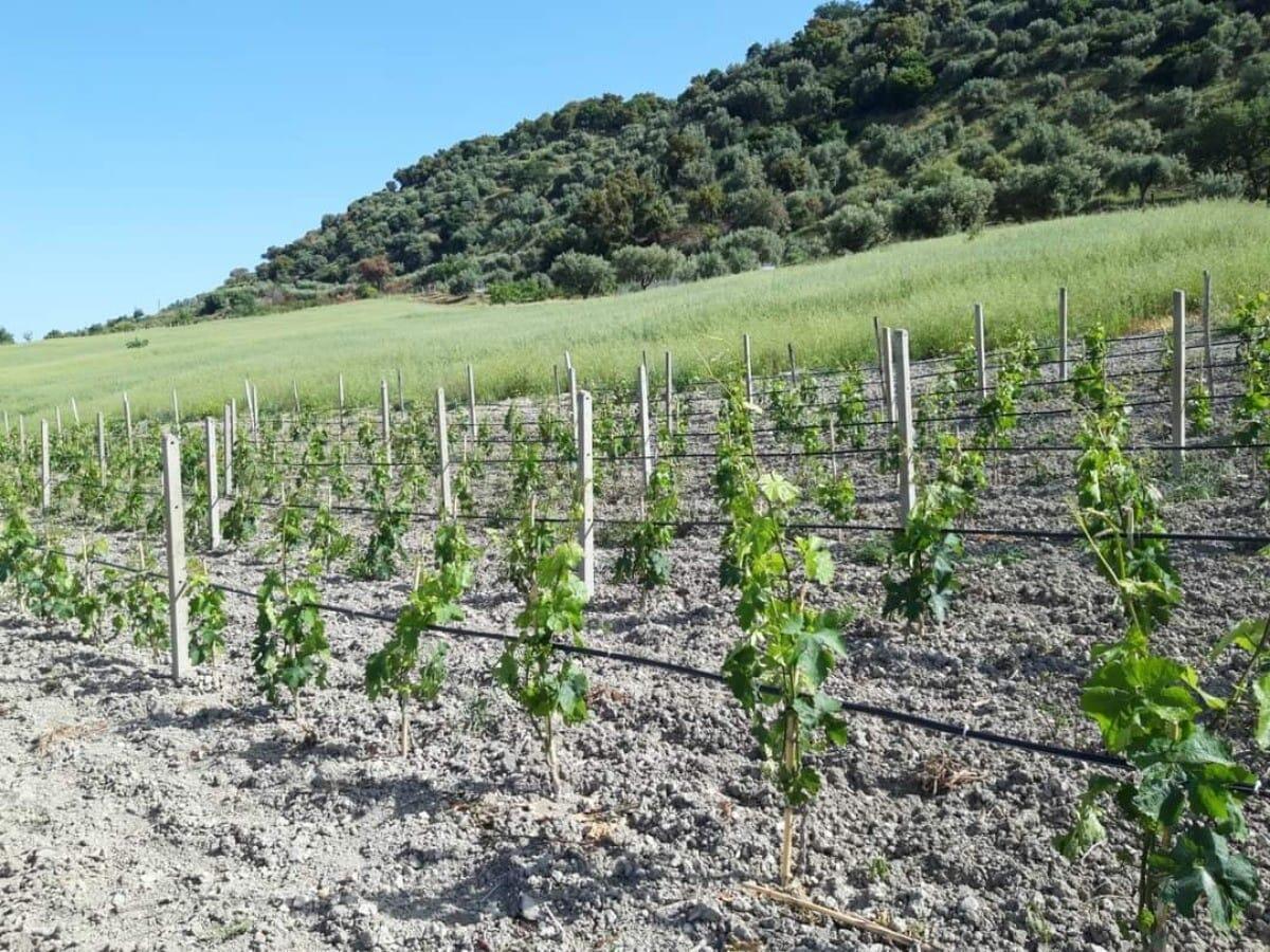 Il Giardino dei vitigni, un progetto per riscoprire la storia del territorio - 