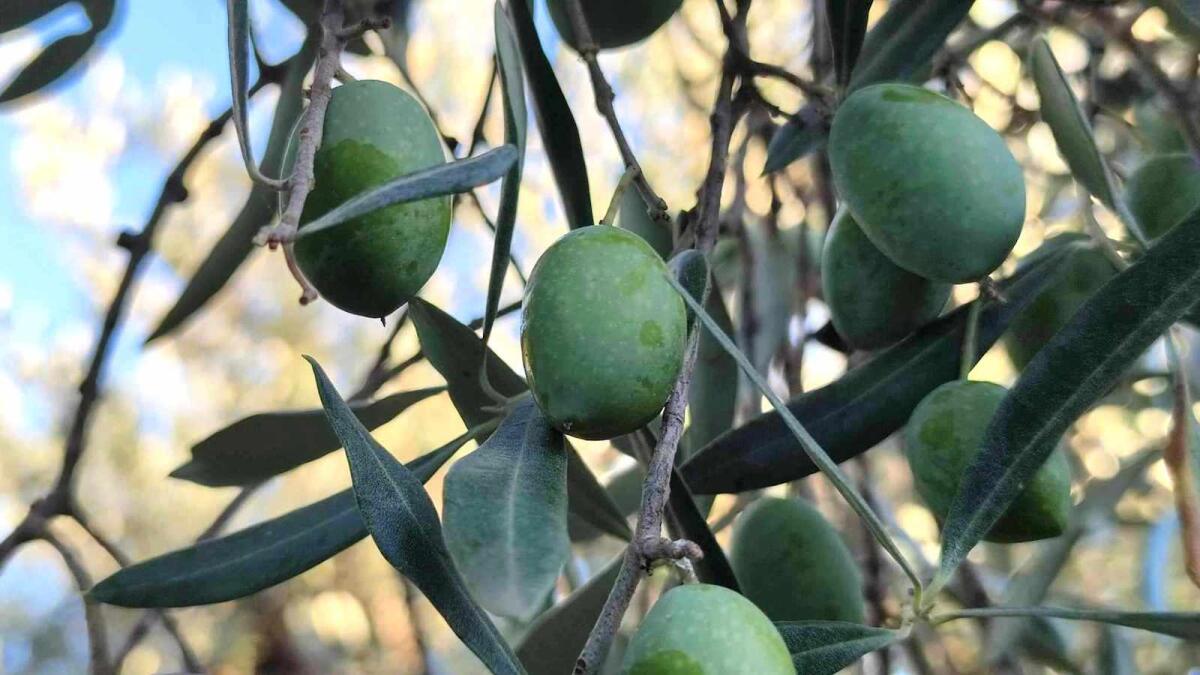 Olio, quest'anno prezzi alle stelle anche nel crotonese - 