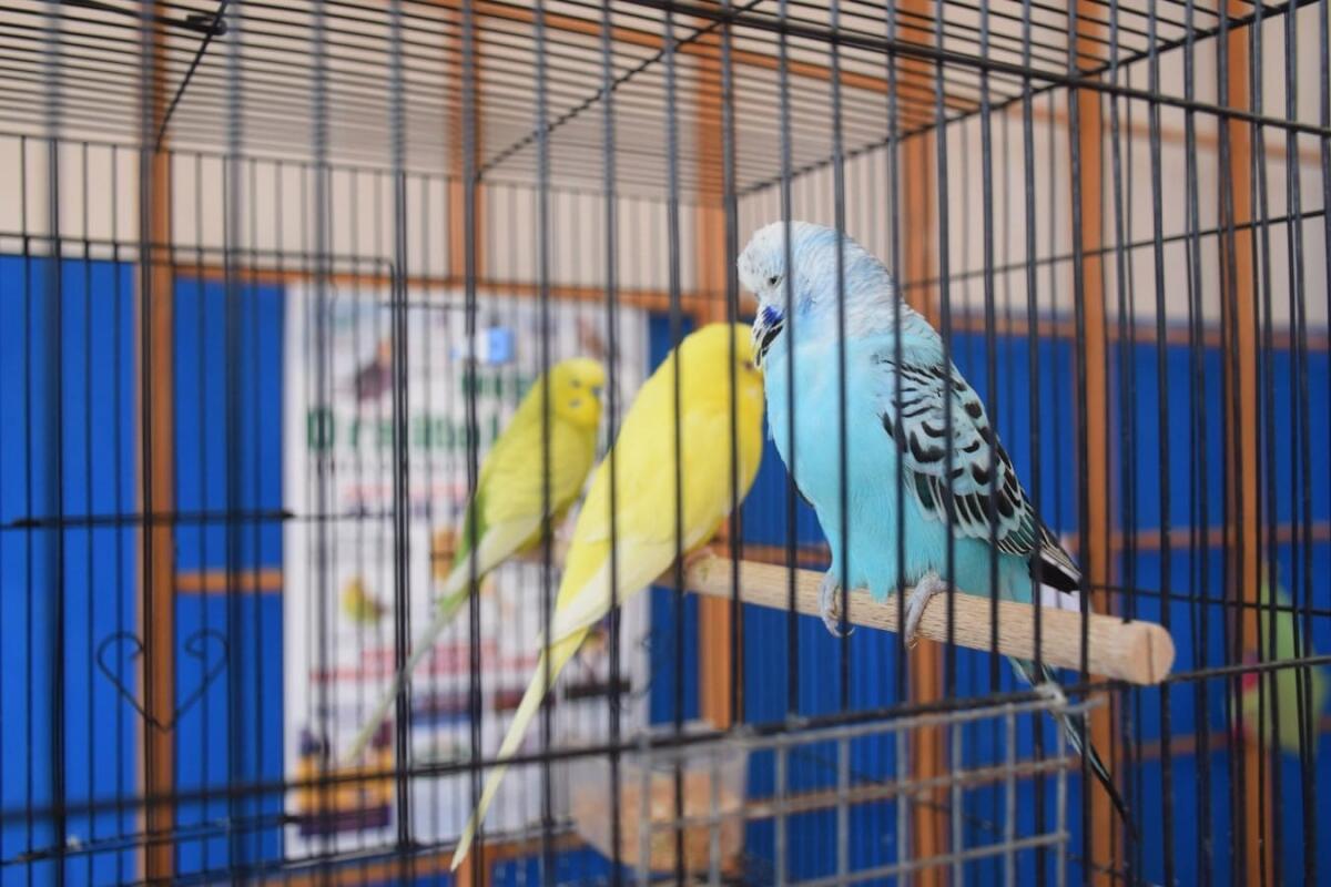 Crotone, due giorni di mostra: protagonisti gli uccelli - 