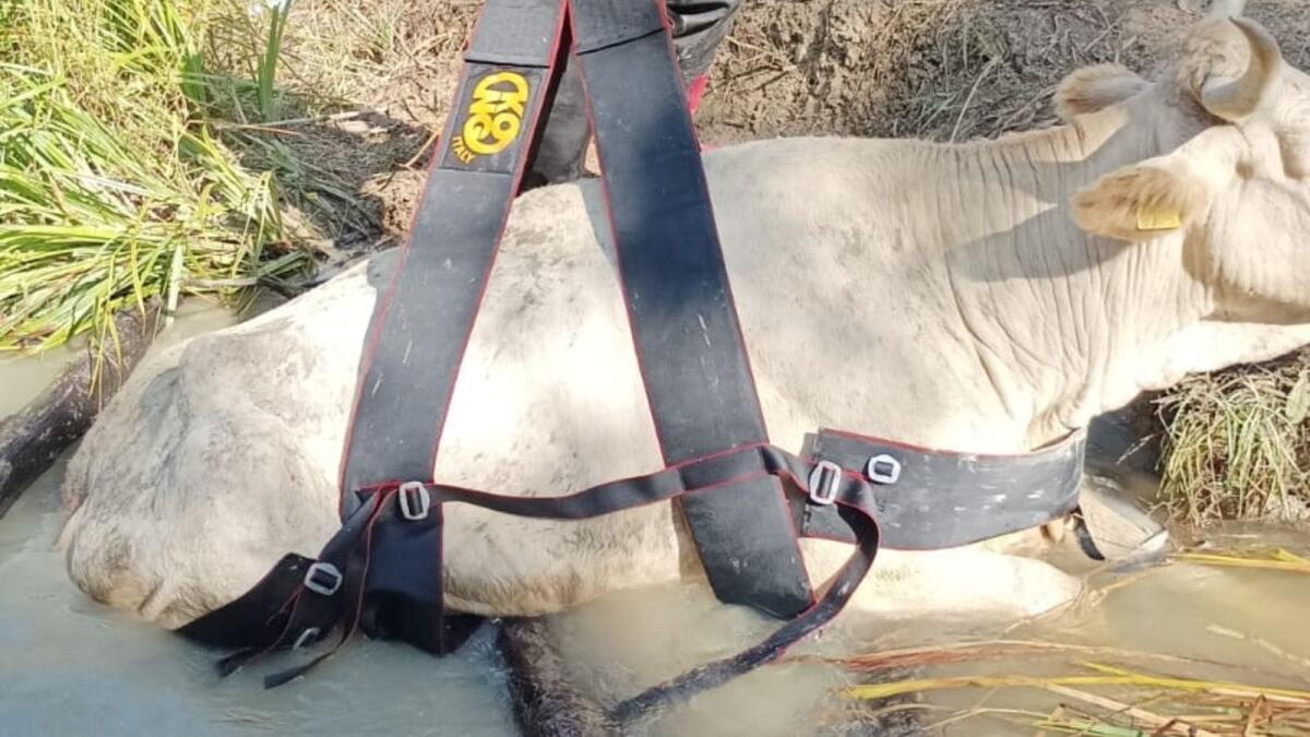 (VIDEO) Bovino caduto in un dirupo salvato con l'elicottero - 