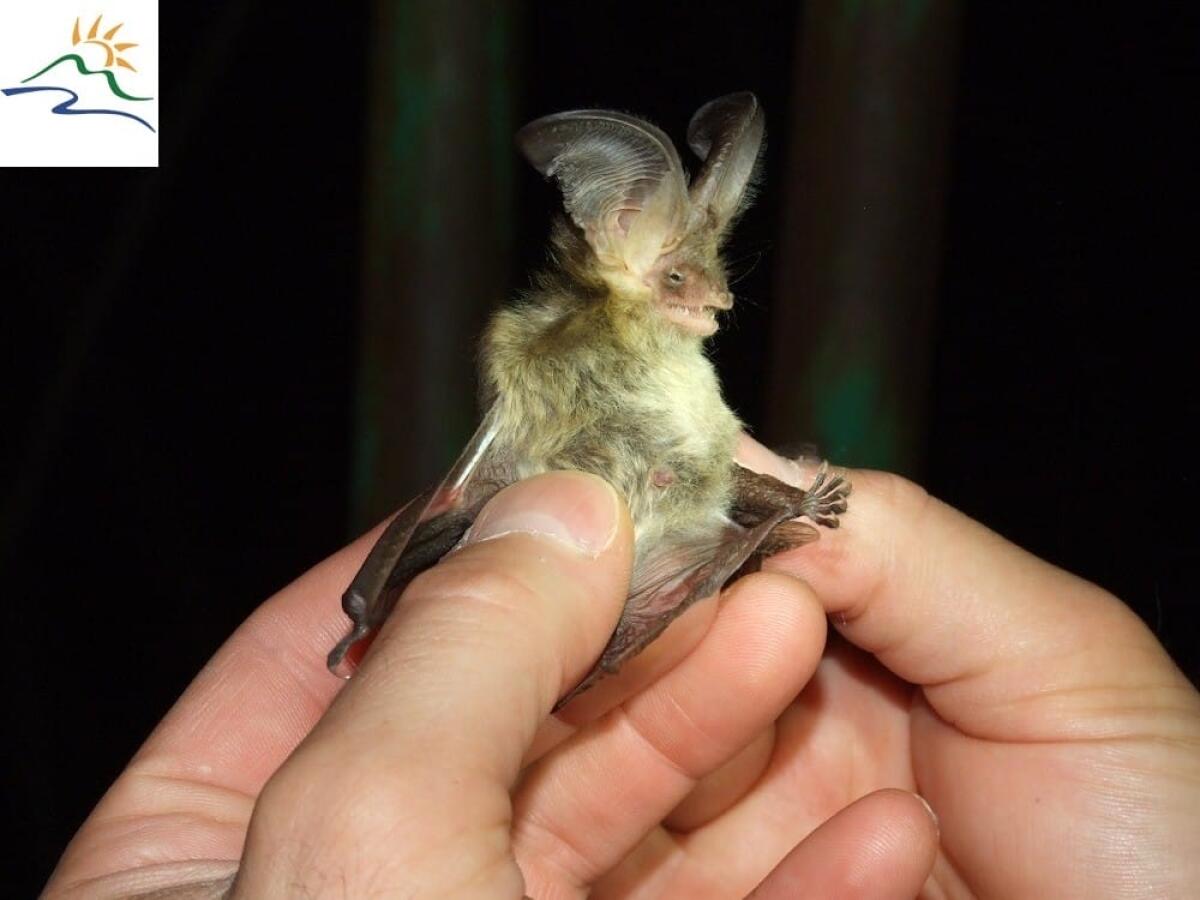 Nel Parco dell'Aspromonte un progetto per tutelare i pipistrelli - 
