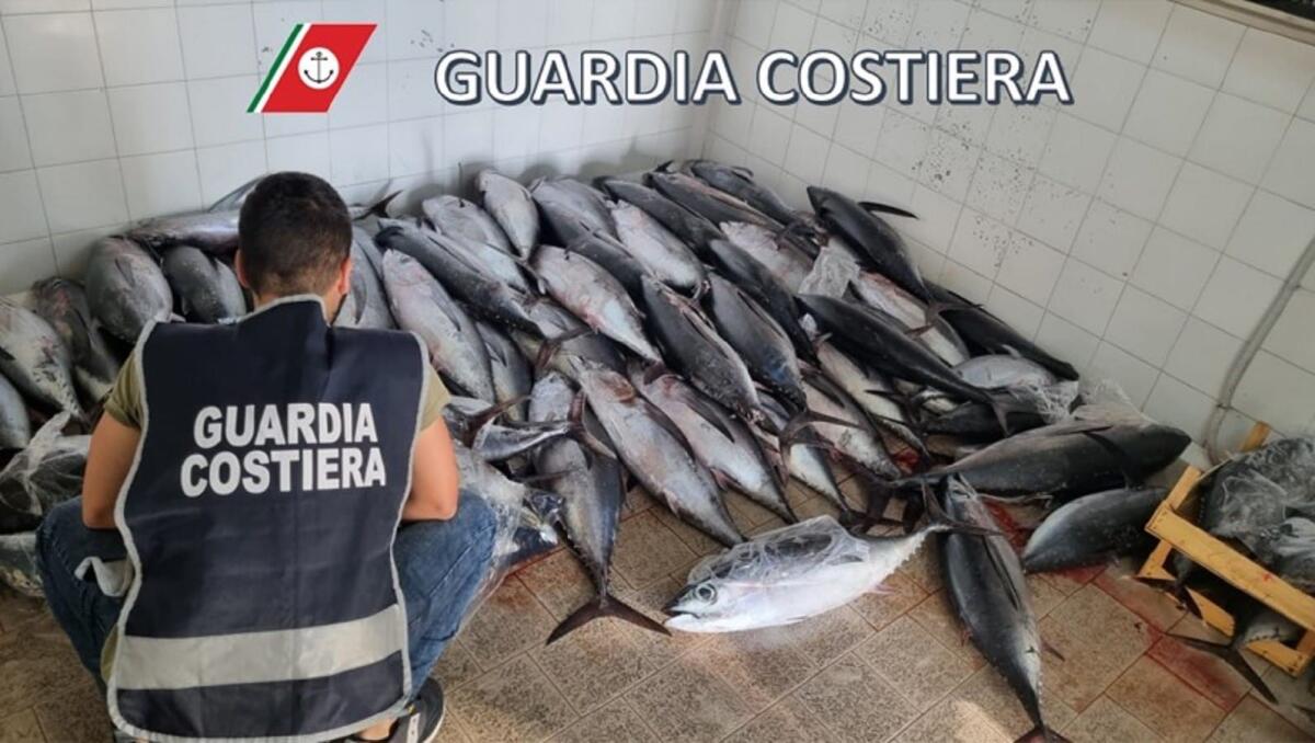 Crotone, sequestrati esemplari di Tonno Alalunga - 