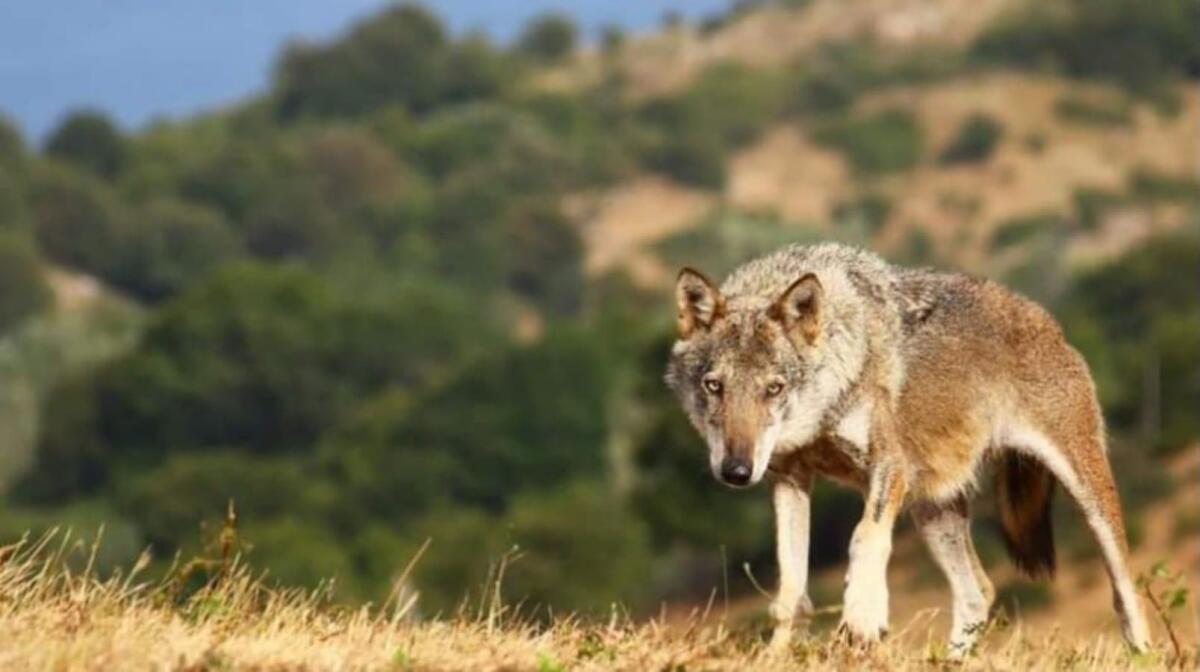 Ritorna il trekking sulle orme del lupo - 