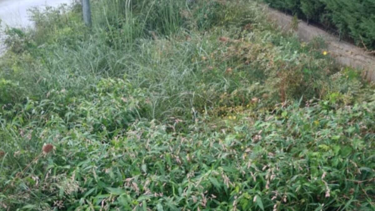 Crotone - Stagione delle piogge, cunette ancora non pulite: la diffida di Pedace - 