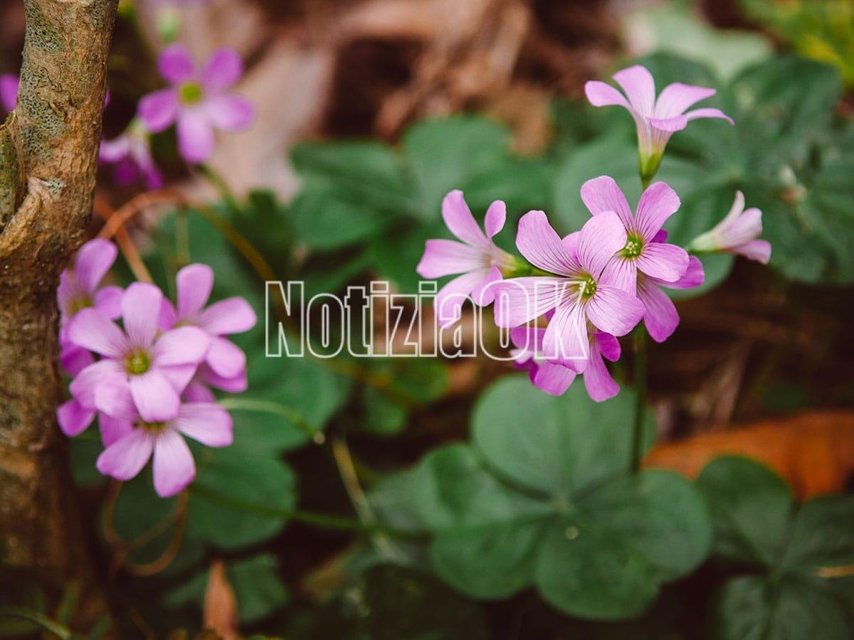 Lifestyle / Primavera lontana? Non per i nostri balconi - 