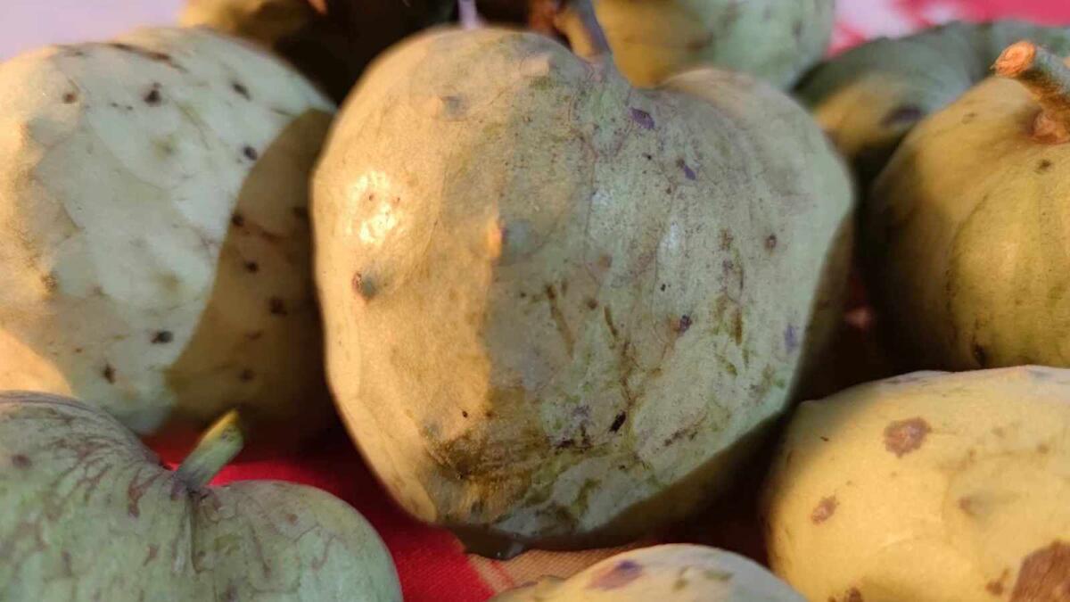 L'Annona, un frutto buono per confetture, gelati e sorbetti -