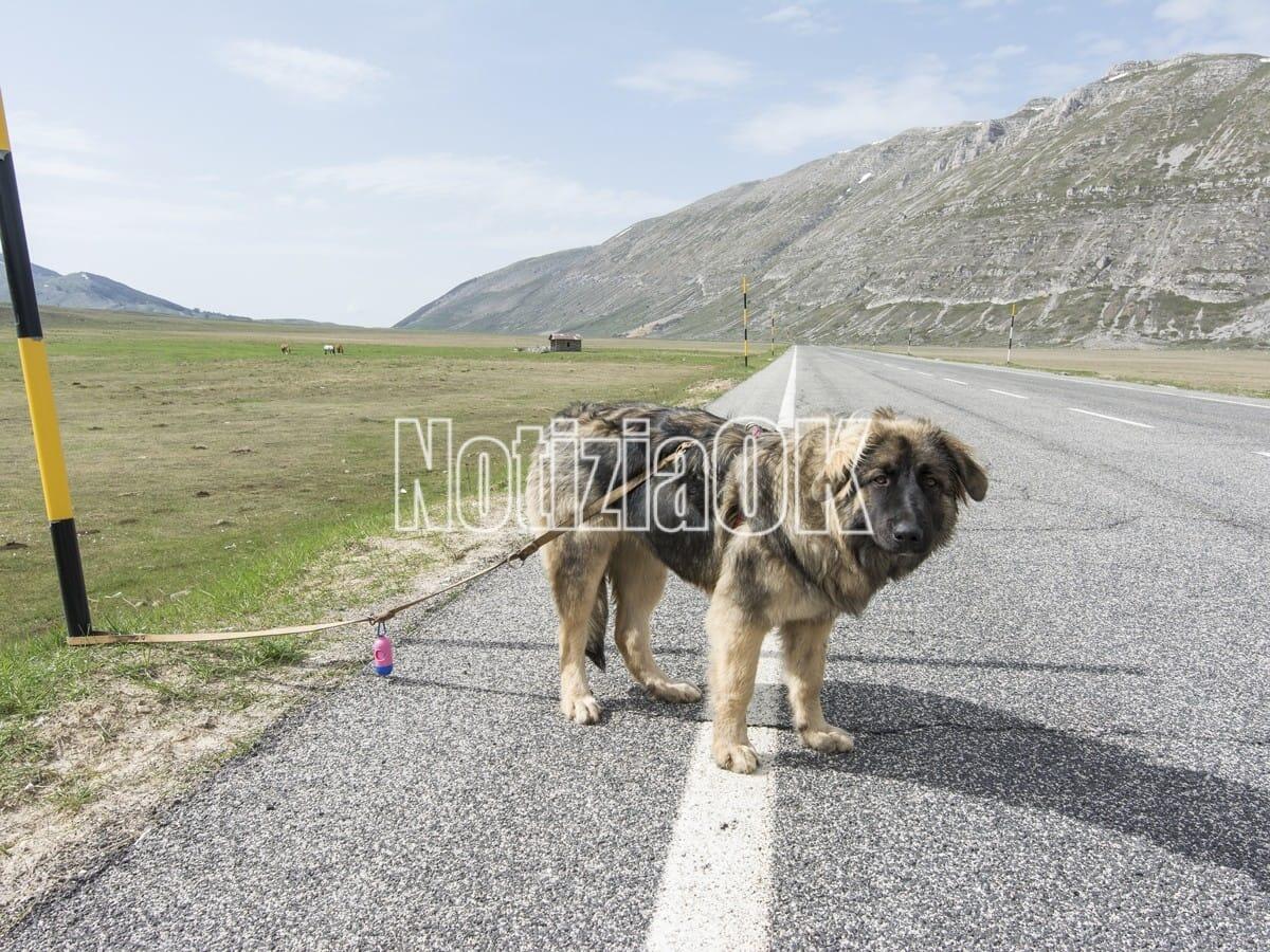 (Video) Cosa fare se vedo abbandonare un animale? Ecco come comportarsi - 