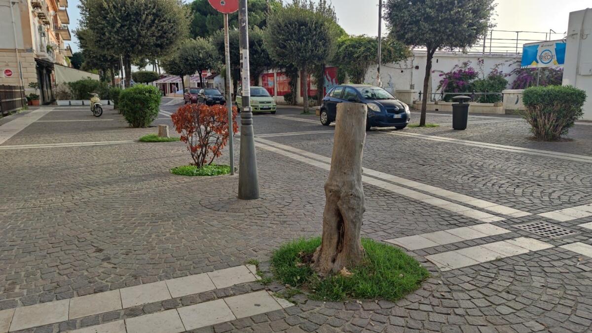 Crotone, sul lungomare continuano a sparire gli alberi - 