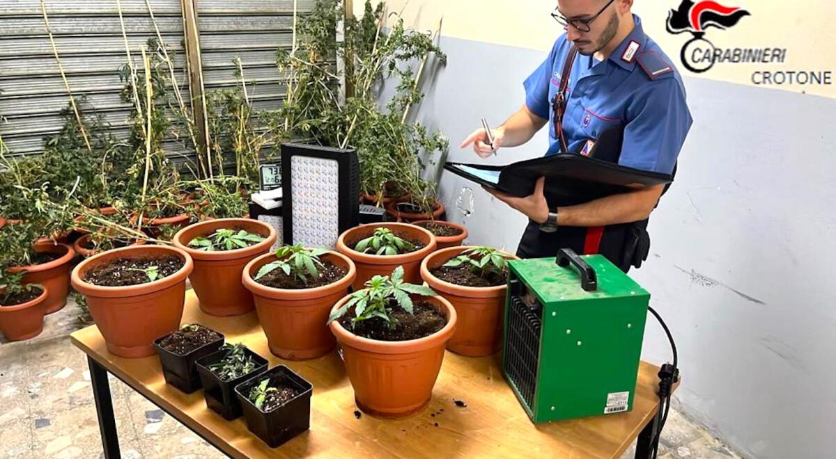 Cura di piante e germogli di Marijuana: finisce agli arresti domiciliari - 