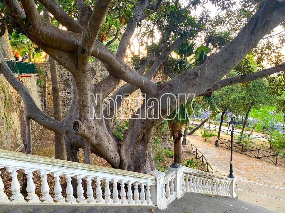 Crotone - Quindici metri di altezza, l'ottantenne Ficus Macrophilla è albero monumentale (Foto) - 