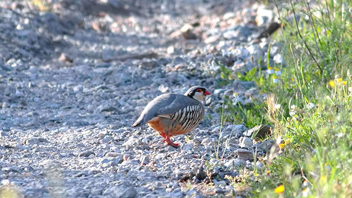 La coturnice, un uccello raro nei cieli di Calabria - 