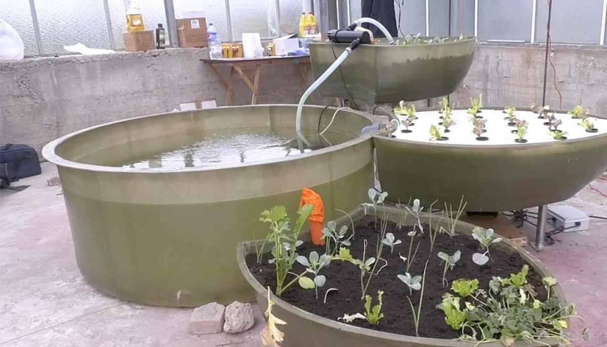 L'Istituto Tecnico Superiore mostra le opportunità imprenditoriali per la coltivazione e trasformazione dei prodotti realizzati con l’acquaponica - 