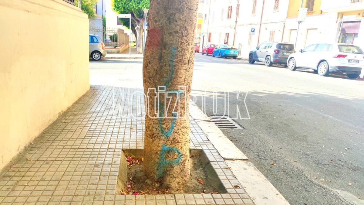 Crotone ricca di sorprese: in via Nuova Poggioreale arrivano i Lupi? - 