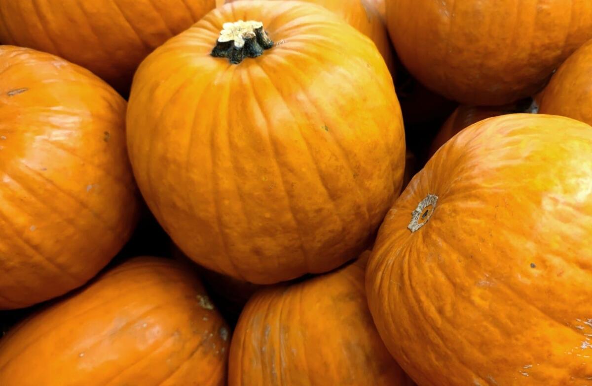 Halloween, tempi difficili anche per le Zucche: -20% nella produzione italiana - 